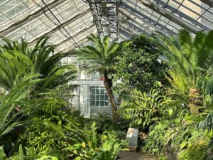 Palm trees and other leafy green plants in a greenhouse structure in the U.S. Botanic Garden