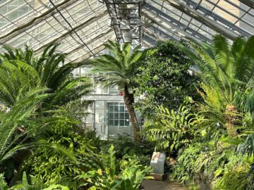 Palm trees and other leafy green plants in a greenhouse structure in the U.S. Botanic Garden